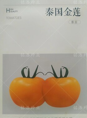 无限生长圆形春秋早春播大黄番茄籽高产金黄色西红柿种子泰国金莲