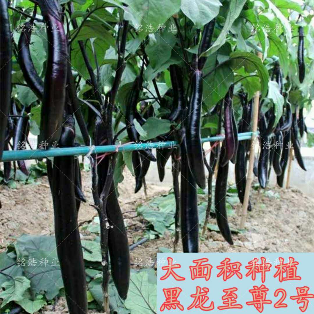 紫萼长茄种子紫黑色顺直美观抗病 高产 硬度好长茄籽-黑龙至尊2号