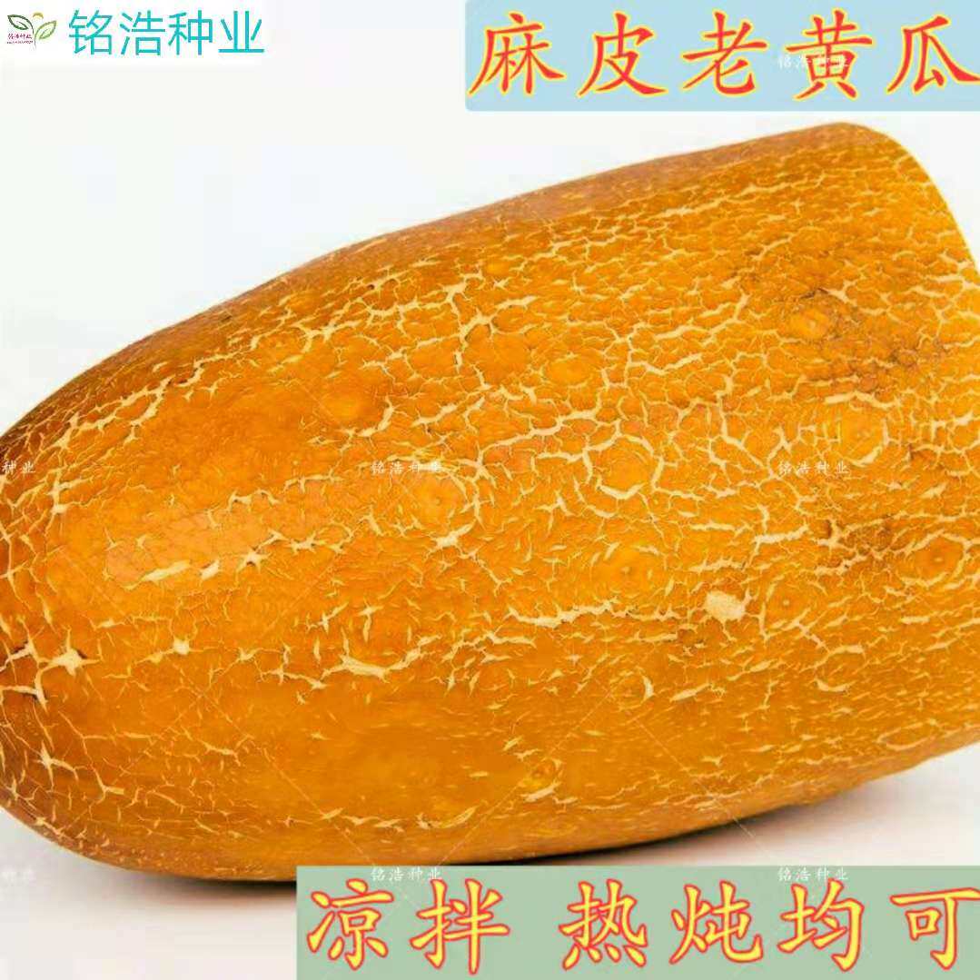 东北老黄瓜种子37-7麻皮巨型黄瓜籽四季蔬菜种子春秋播种田园庭院