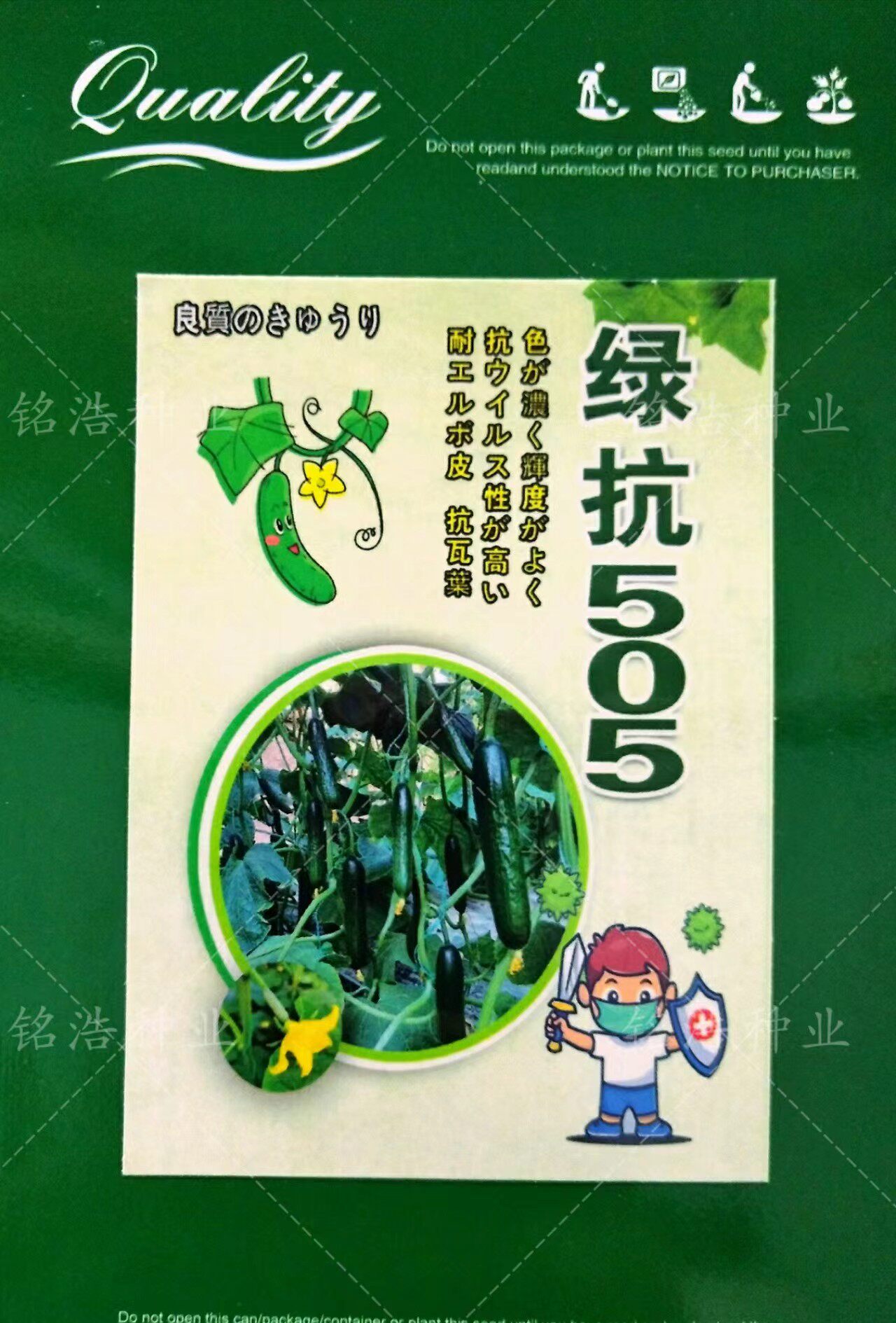 水果黄瓜种子全雌高产抗病农家春夏秋季播旱小黄瓜杂交籽绿抗505