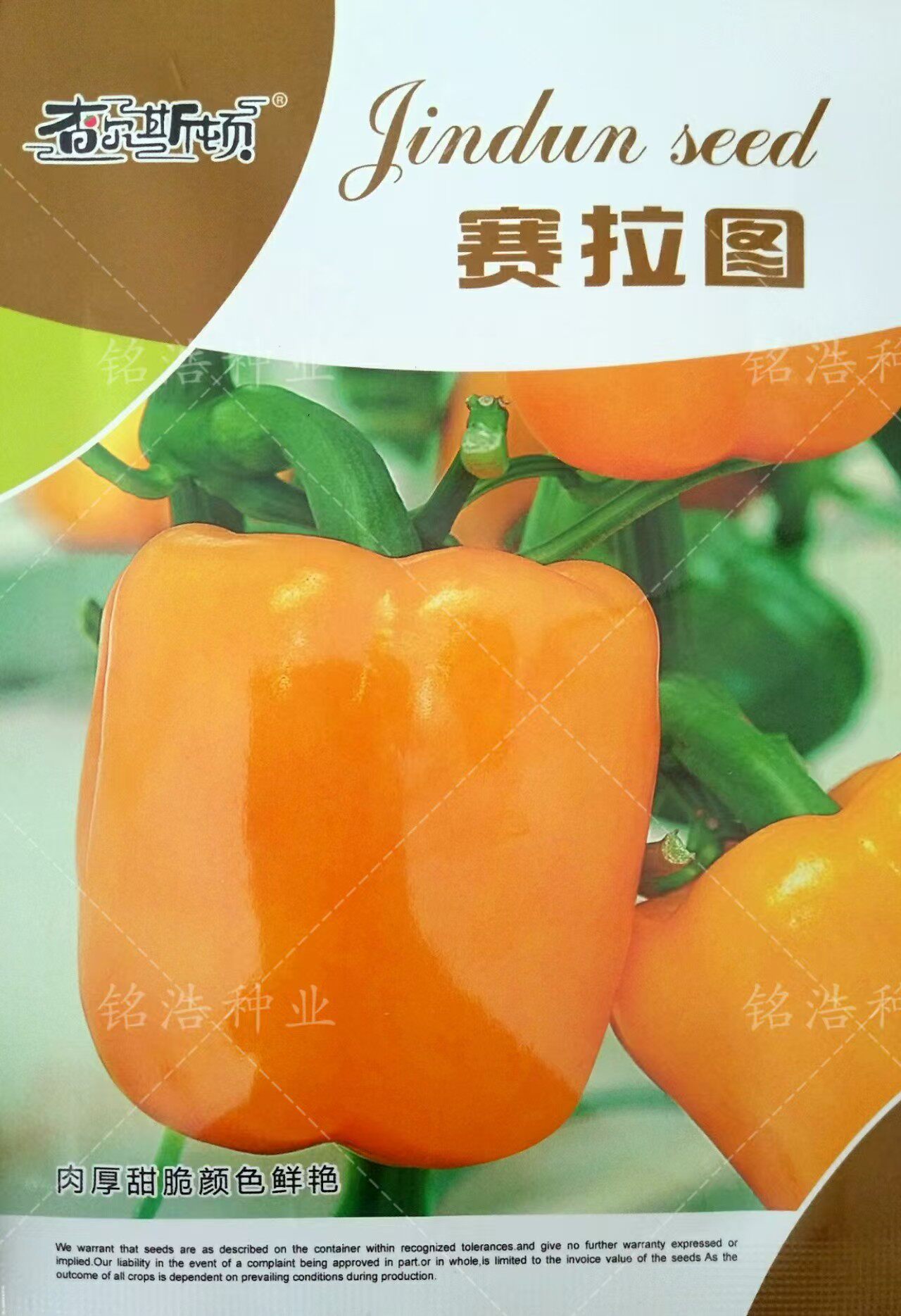 大果甜椒种子方辣椒种子早熟耐热耐湿蔬菜种籽冬春季黄彩椒赛拉图