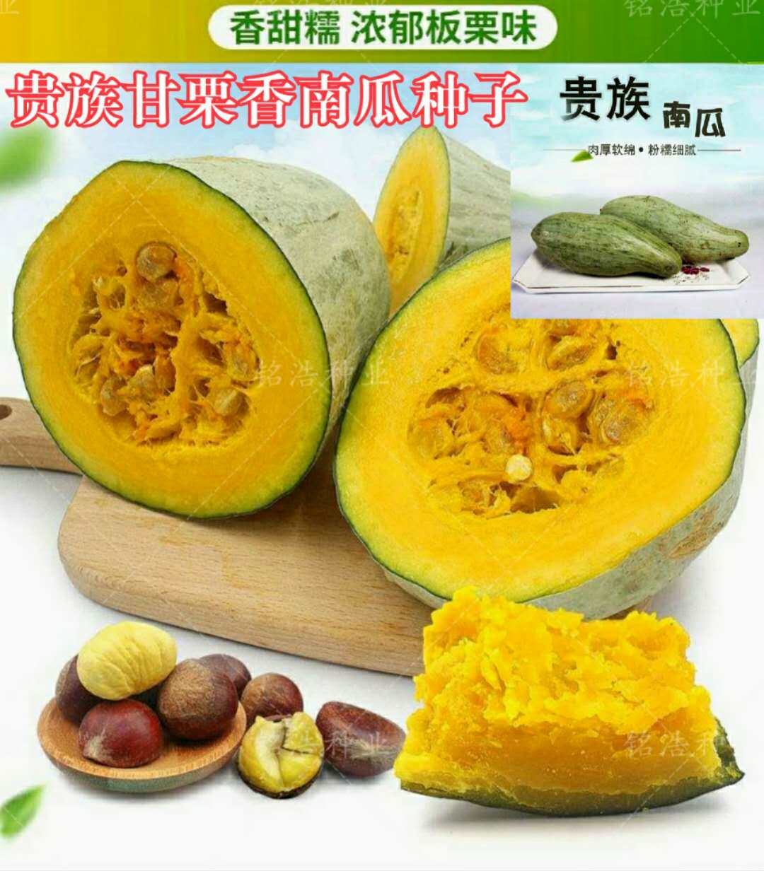 贵族甘栗香南瓜种籽早熟高产糖分高口感好春秋种农家田园蔬菜子孑