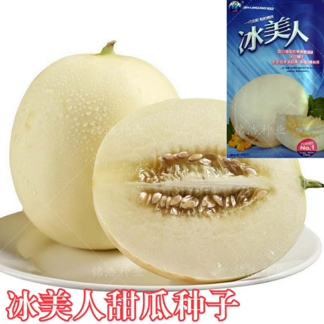 冰美人甜瓜种子白皮白瓤冰的口感香糖度高果皮薄四季高产水果种籽