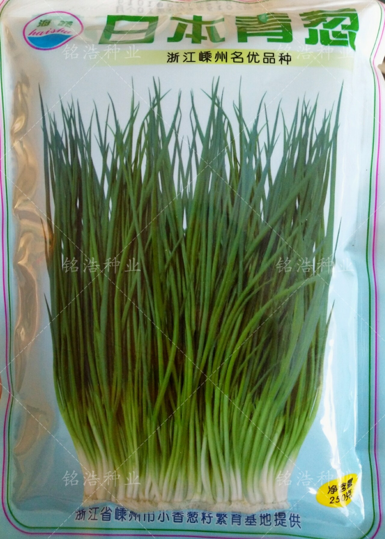 四季小葱种子四季播种籽香味浓厚大田盆栽家庭老品种农家日本青葱