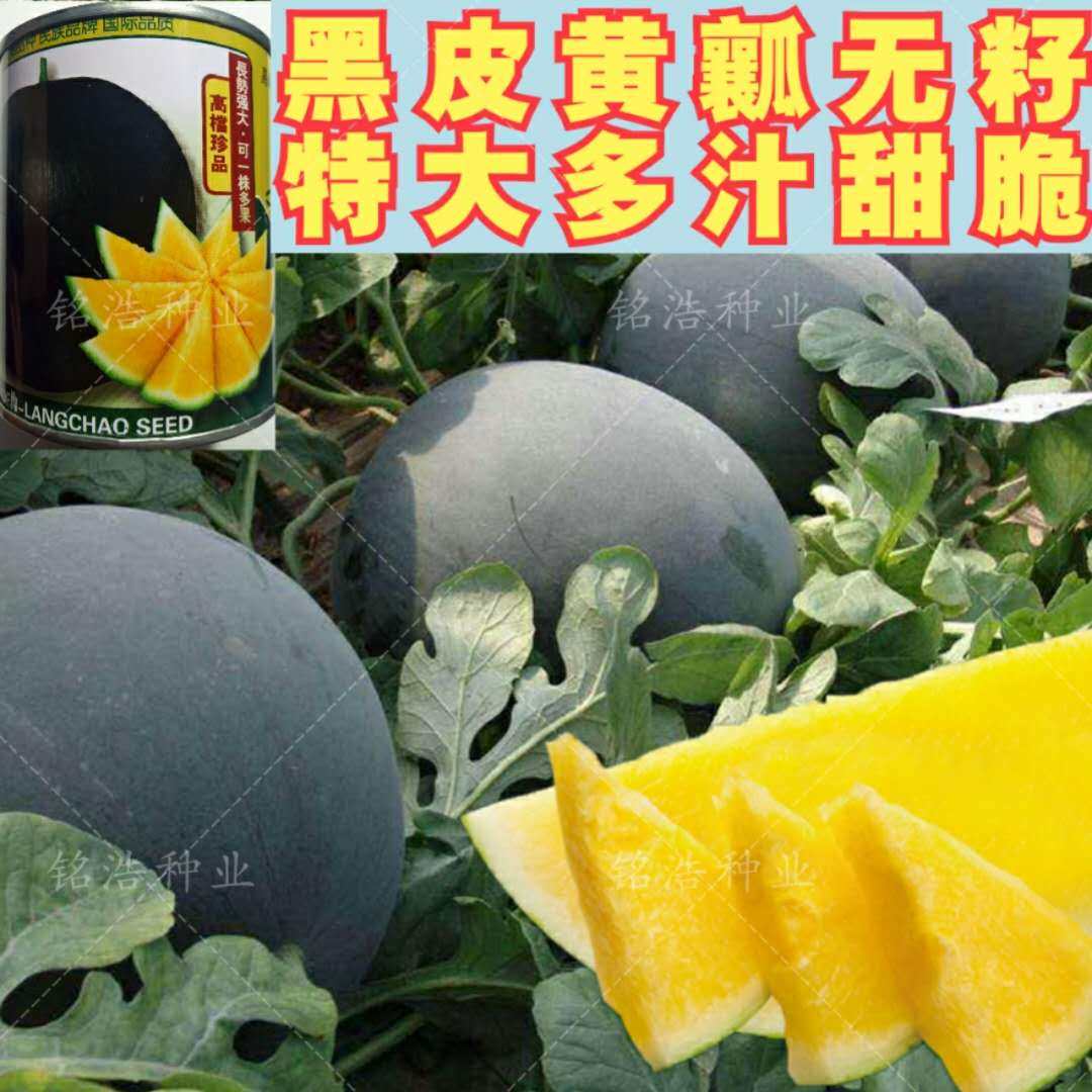 黑皮黄瓤无籽西瓜种子超甜特大巨型四季春季懒汉南方种籽蔬菜种孑