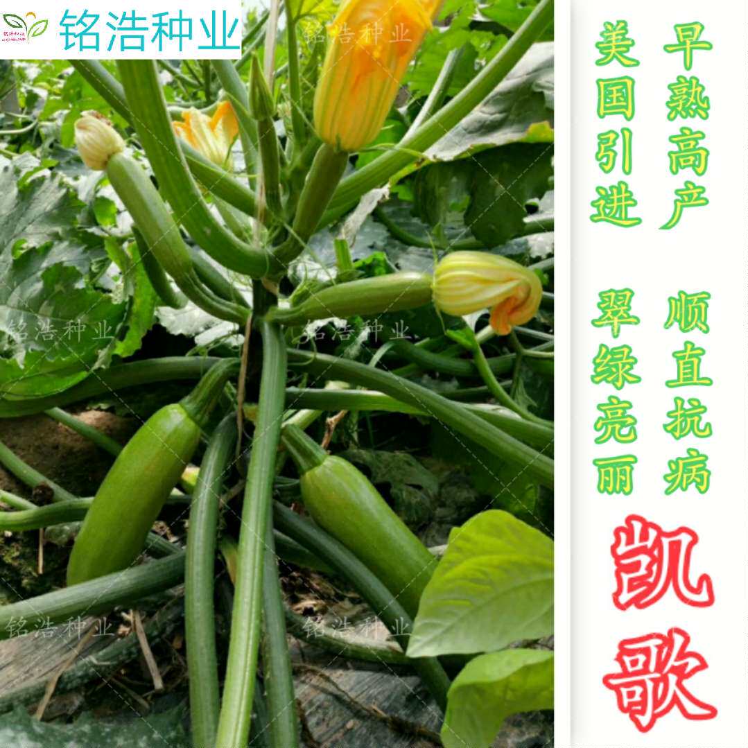进口西葫芦种子 翠绿油亮早春越冬用 耐寒抗病顺直高产种籽--凯歌