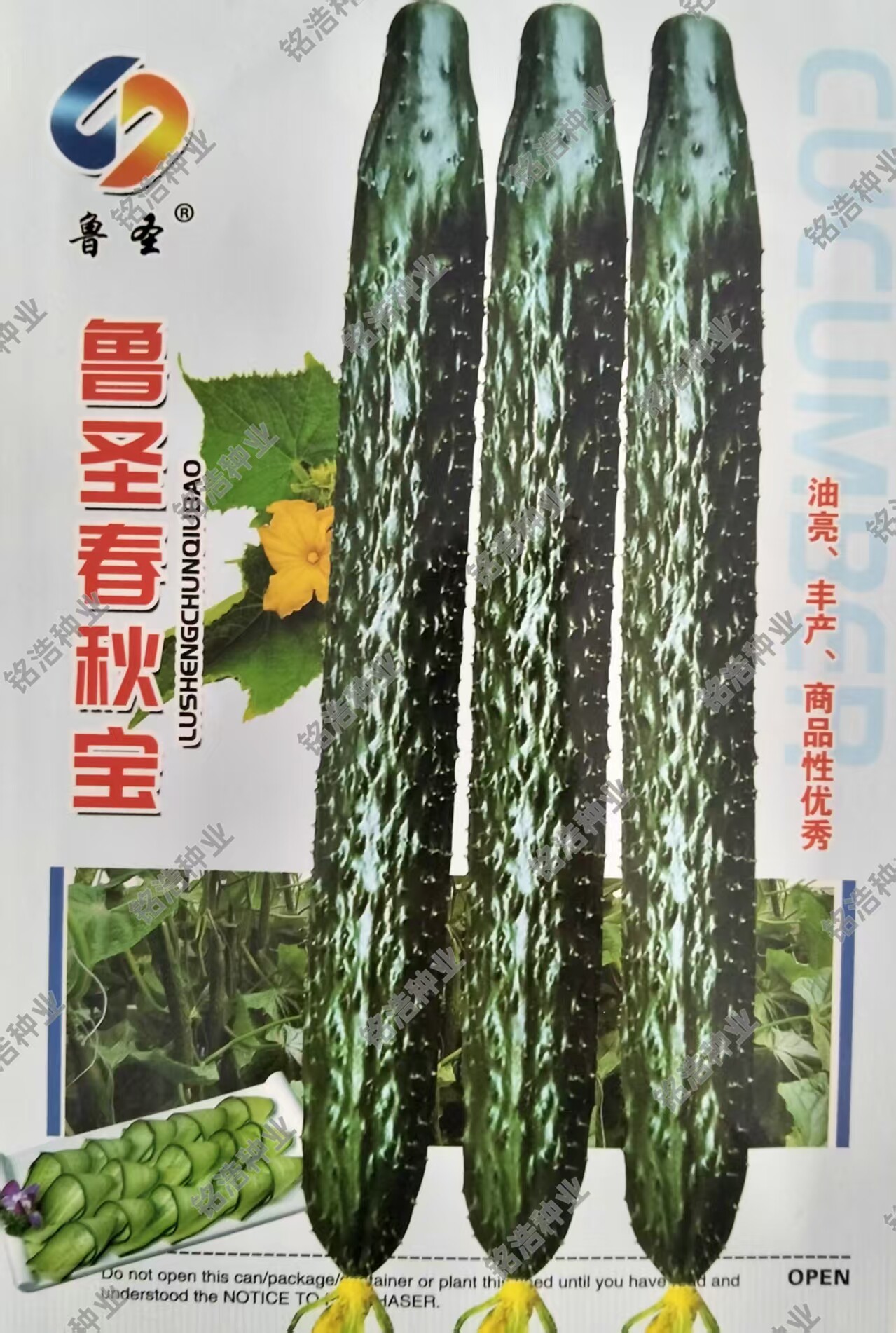 杂交黄瓜种子耐热春秋全雌黄瓜籽亮绿瓜直密刺短把高产鲁圣春秋宝