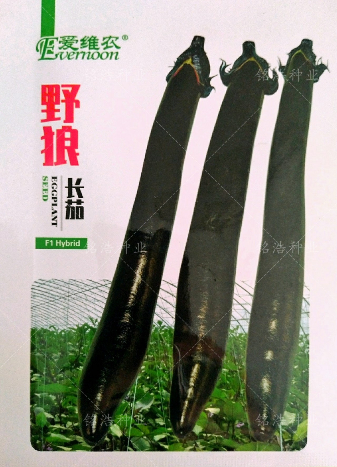 紫把长茄蔬菜种孑早中熟高产光亮春季秋冬四季茄子籽顺直特大野狼