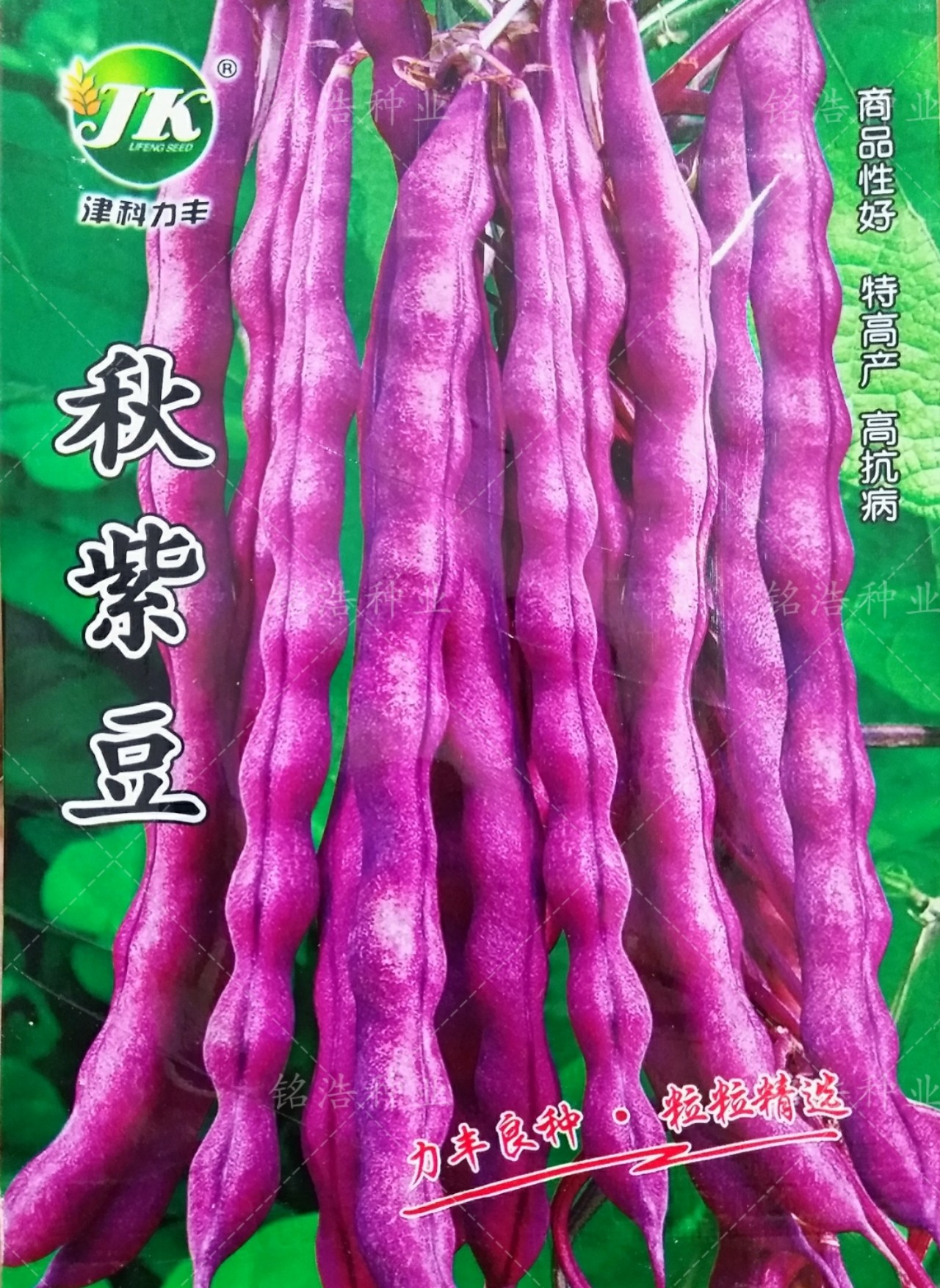 秋紫豆架芸豆种子紫芸豆籽四季豆种高产春秋播种四季蔬菜农家田园