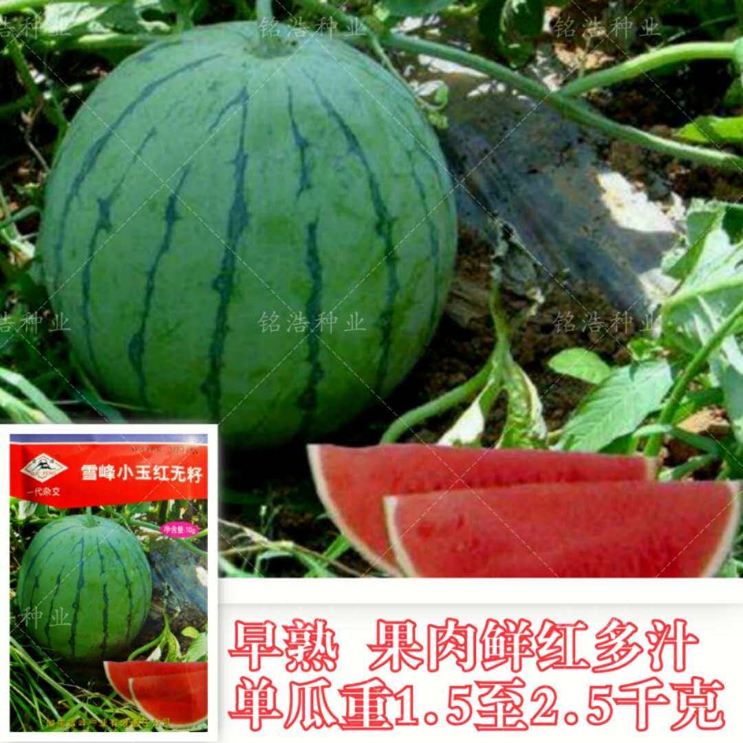 无籽西瓜种子雪峰小玉红无籽小果型品种四季高产超甜多汁一代杂交