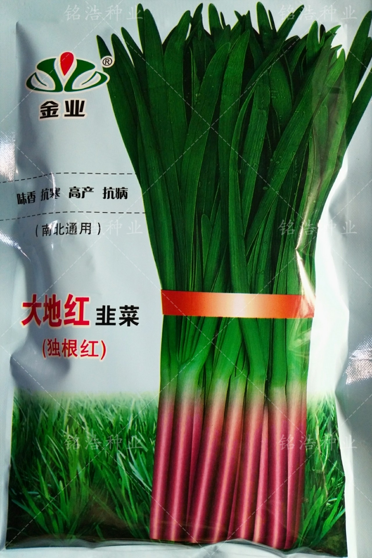 独根红韭菜种子紫根红根韭菜籽多年生蔬菜籽阳台盆栽四季菜大地红