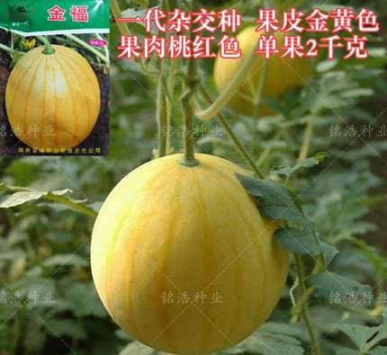 金福黄皮杂交西瓜种子春季播早熟春夏秋超甜红壤西瓜种水果籽四季