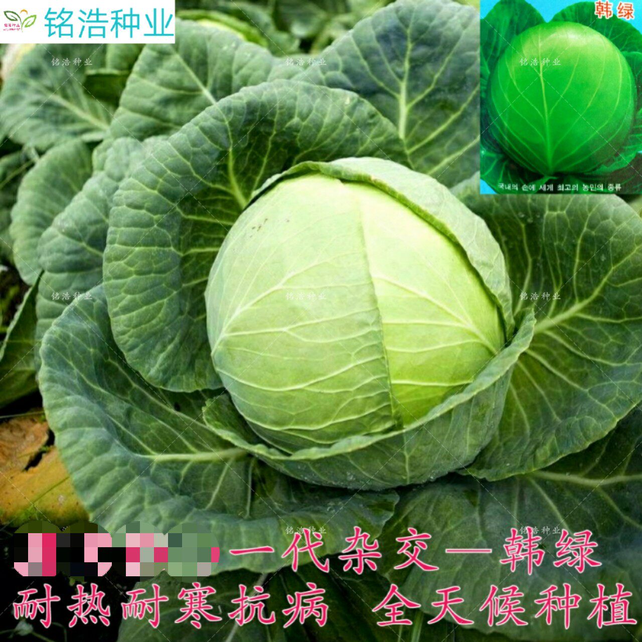 甘蓝种子一代杂交甘蓝籽包心菜大头菜种子耐热耐寒高产基地用韩绿