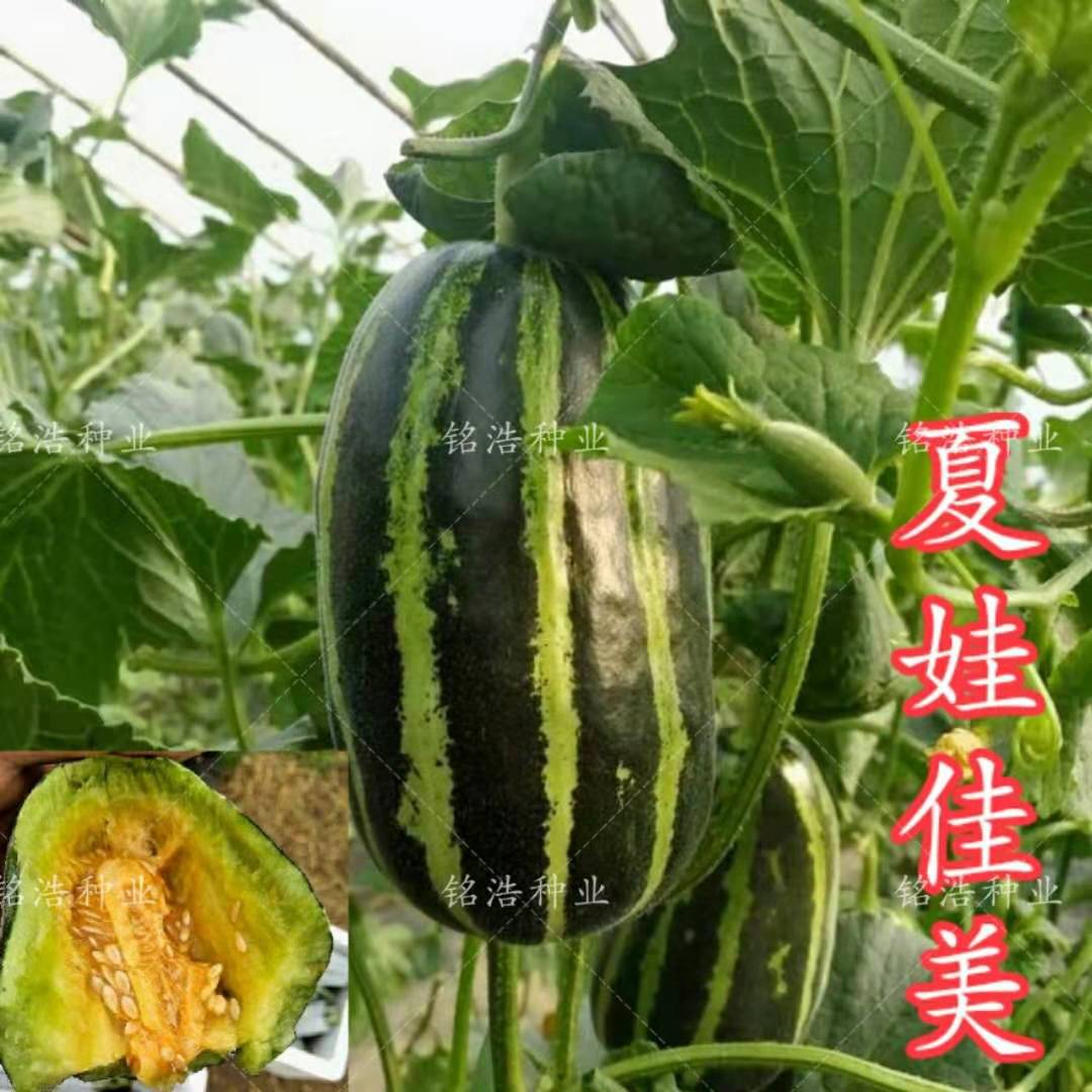 夏娃佳美甜瓜种子博洋系列特大薄皮香瓜种籽早熟高产春季四季水果