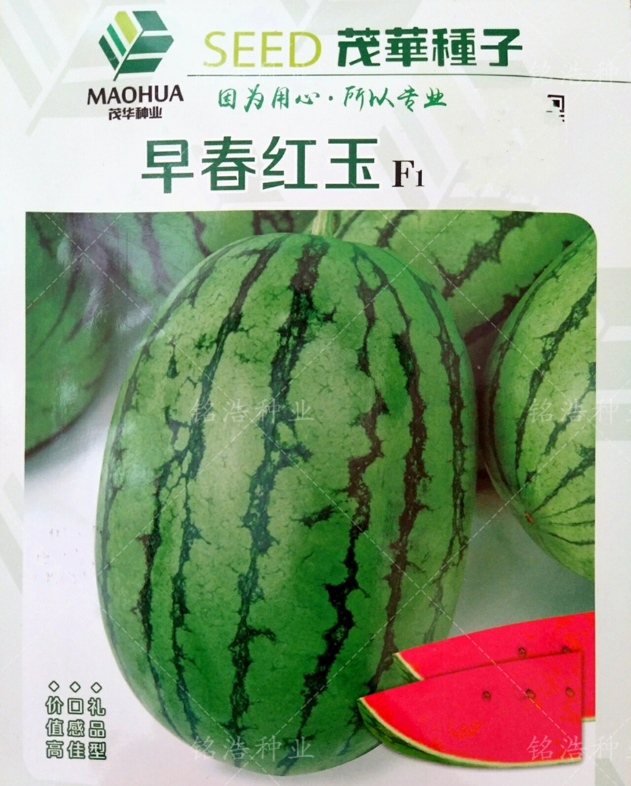 早春红玉小西瓜种子籽孑礼品瓜春季夏秋播高产甜南方四季盆栽爬藤
