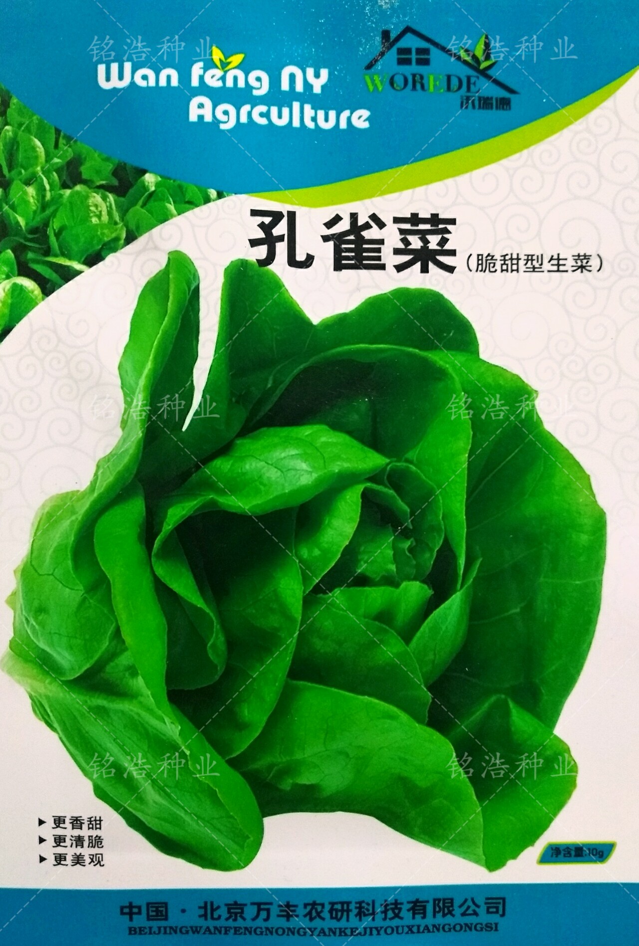 营养生菜孔雀菜种子直立包心罗马寿司菜孔雀菜鲜嫩易种植蔬菜种籽
