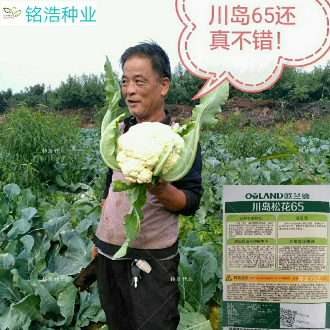 优质花菜种子青梗松花菜花椰菜高产早熟春秋播蔬菜种籽川岛松花65