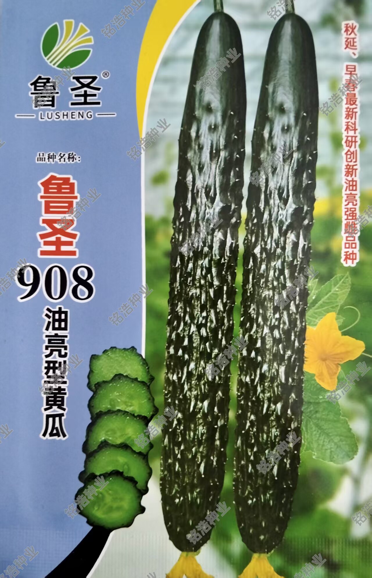 杂交黄瓜种子春秋季强雌黄瓜籽直播油亮瓜直密刺短把高产鲁圣908
