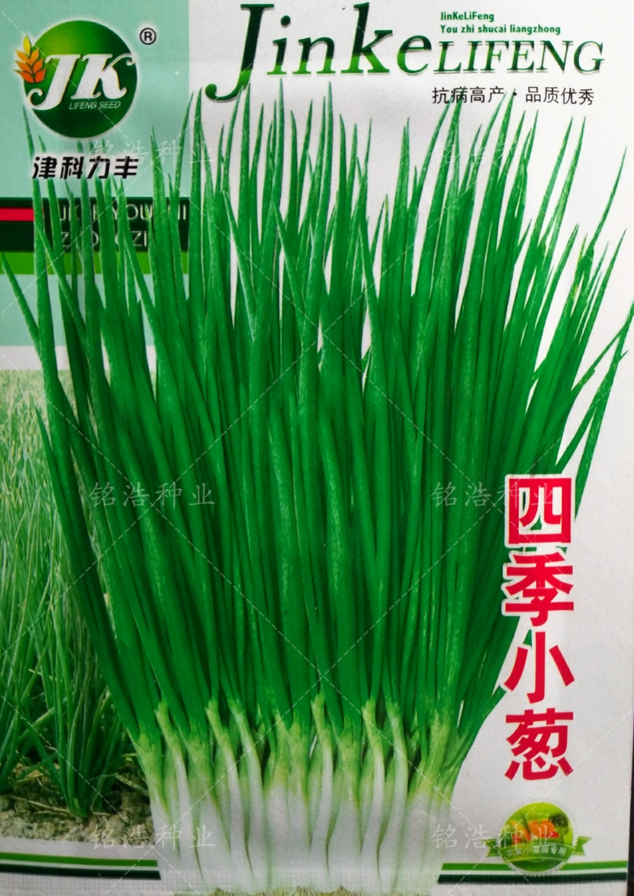 葱的气味是什么（葱的气味和味道是什么）