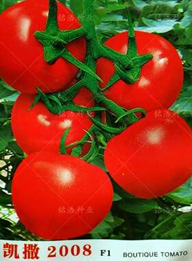 大红高产大棚用凯撒2008红果番茄种子西红柿籽秋延越冬早春蔬菜孑