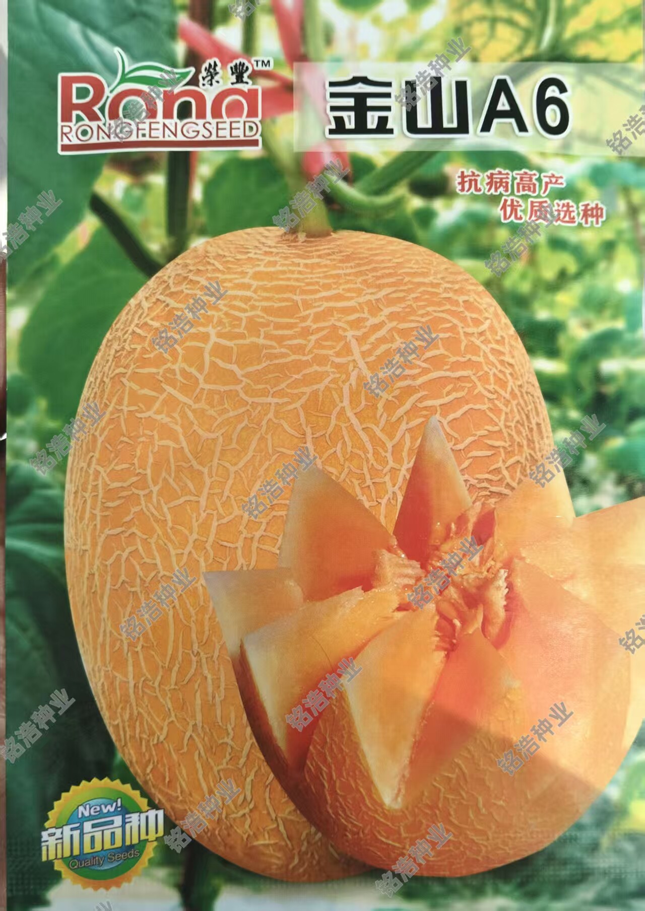 金黄网纹甜瓜种子椭圆哈密瓜种籽香瓜超甜爽口春夏季水果孑金山A6