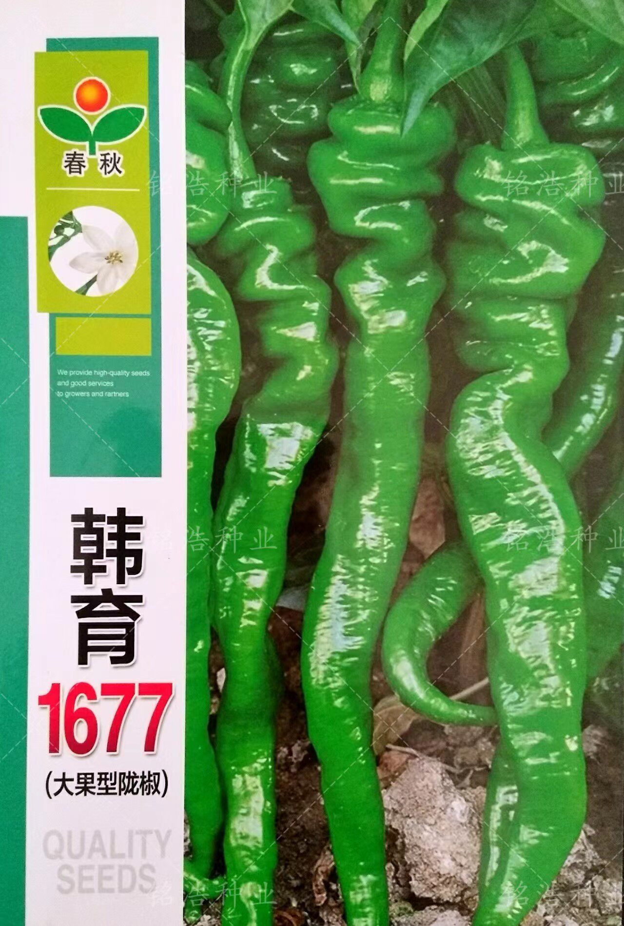 韩育1677大果陇椒高产