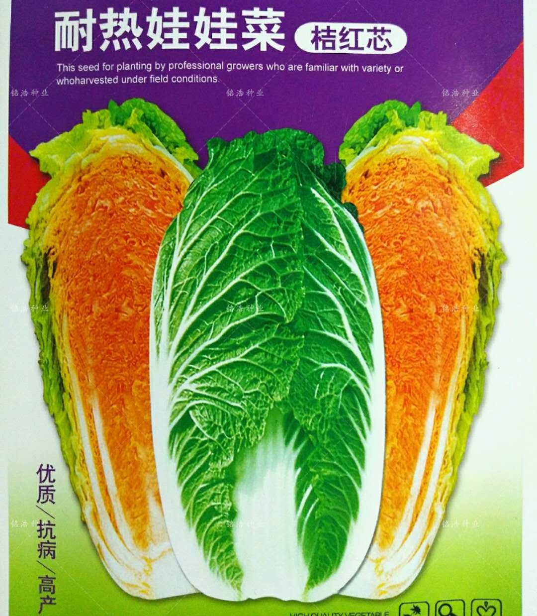 耐热早熟娃娃菜种子小白菜籽夏秋四季播庭院菜园阳台盆栽蔬菜种子