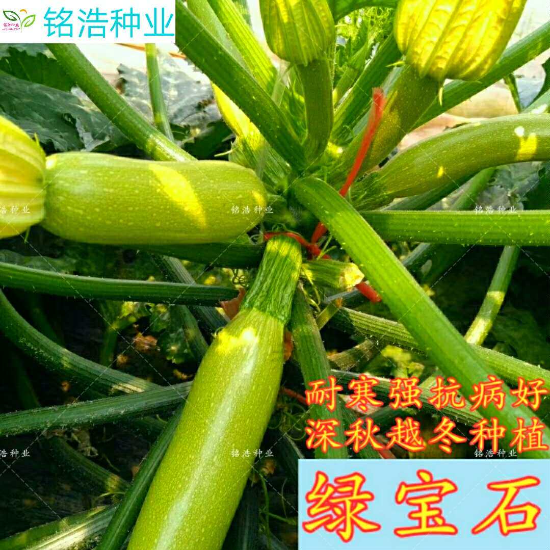 进口西葫芦种子蔬菜种籽高产耐寒抗病深秋越冬种植专用--绿宝石