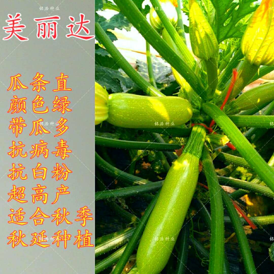 高产早熟抗病毒美丽达