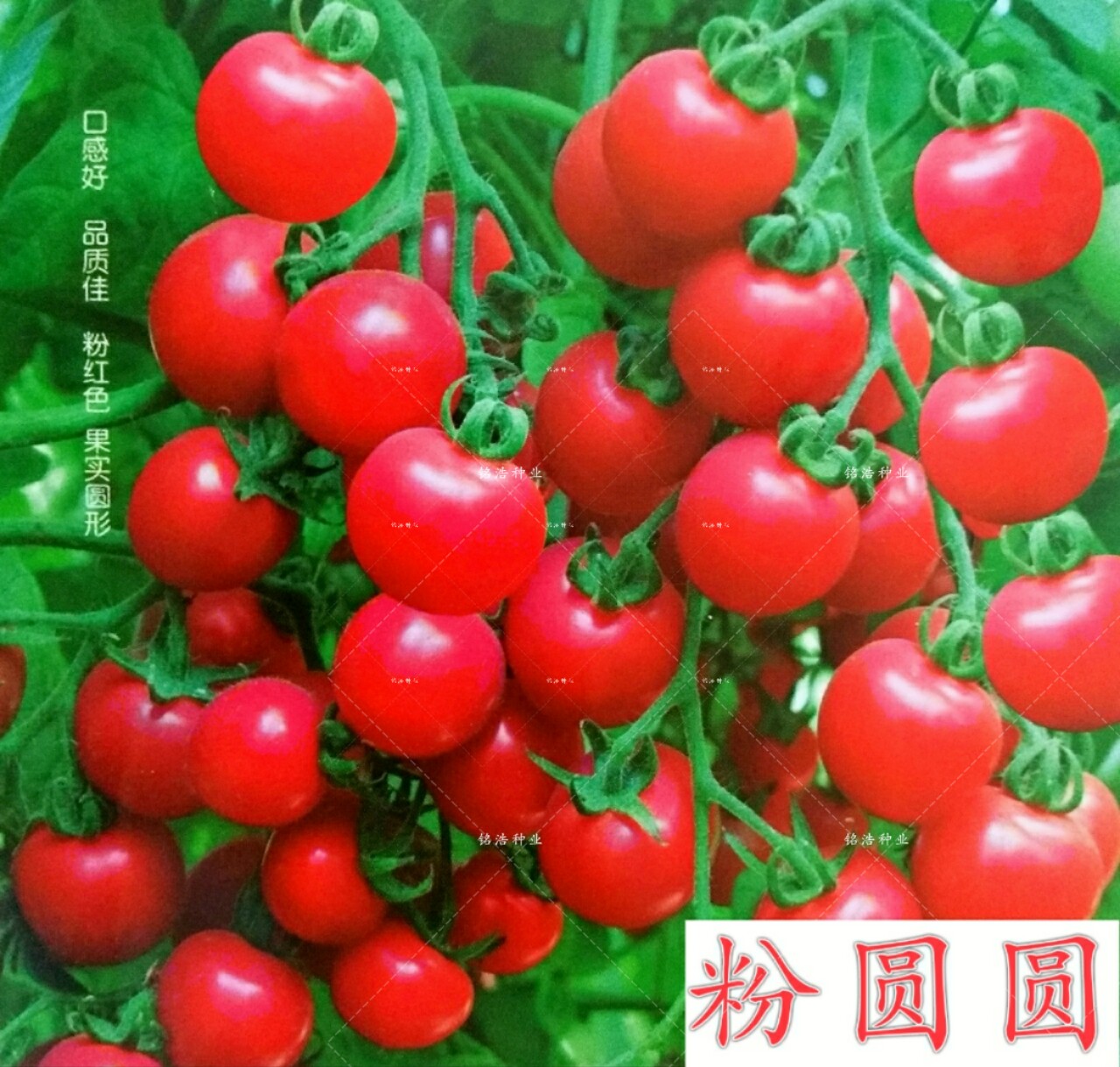 粉圆圆小番茄种子樱桃小西红柿