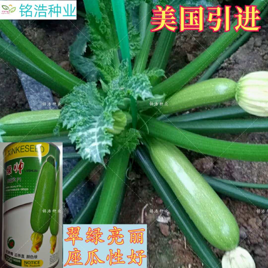 西葫芦种子籽 美国引进 抗病 耐寒越冬早春 翠绿油亮 高产 --绿帅