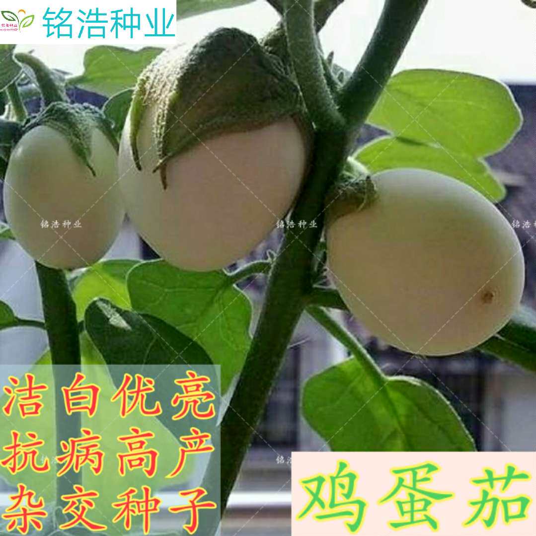 白蛋茄鸡蛋茄种子大面积种植洁白高产绿罐茄采收期长杂交种蔬菜籽