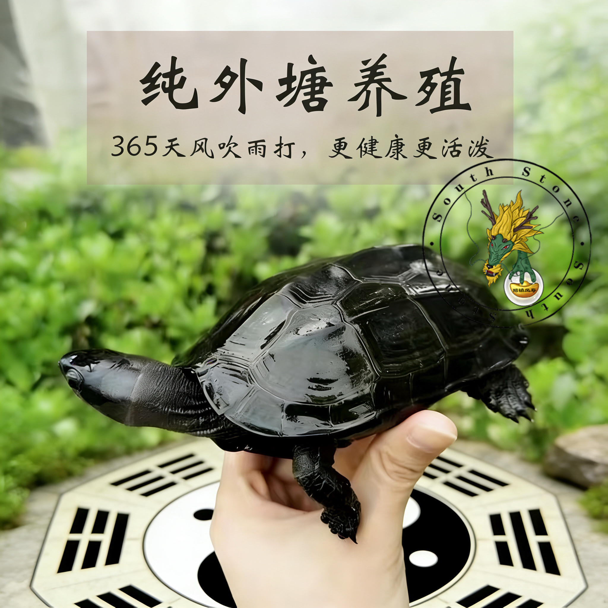 墨龟中华墨化全墨大墨龟外塘顶墨精墨易养乌龟长寿镇宅龟风水活宠