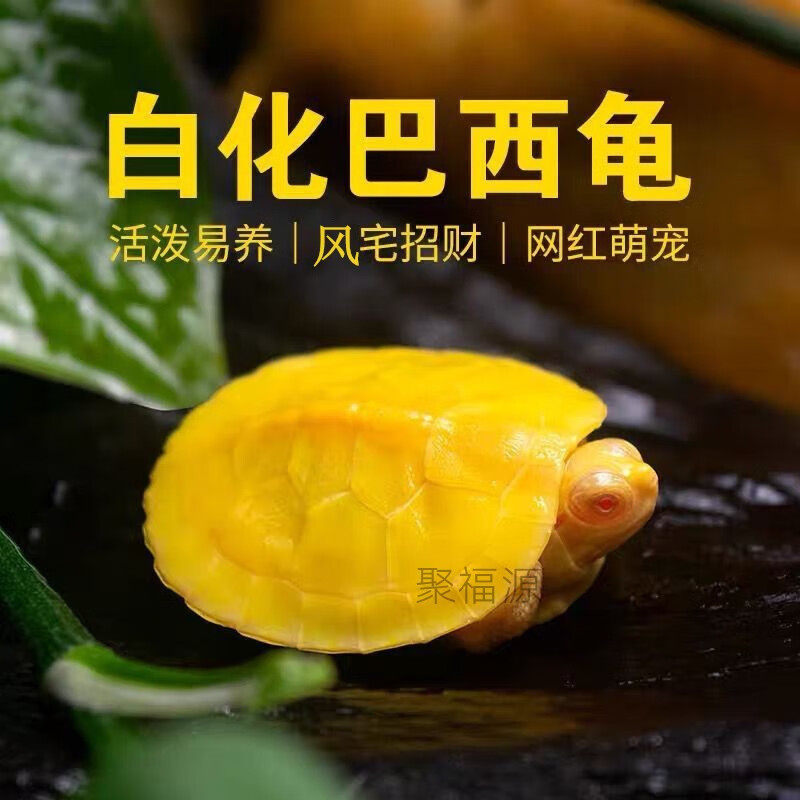 白化巴西龟网红风水变异龟观赏风水长寿鱼缸深水黑巴黄金红眼异宠