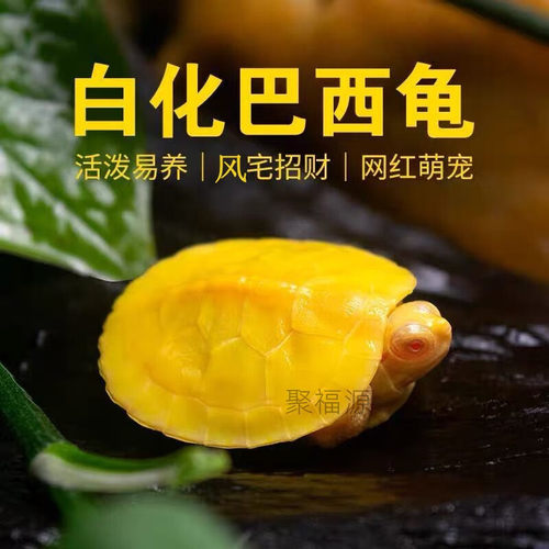 白化巴西龟网红风水变异龟观赏风水长寿鱼缸深水黑巴黄金红眼异宠