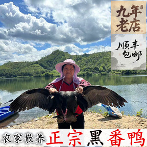 农村自家散养番鸭新鲜整只三斤半