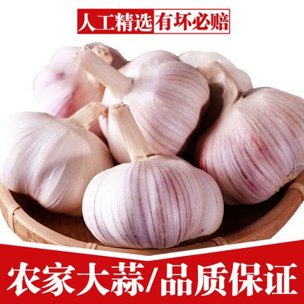 2026年坏果包赔大蒜9斤5斤3斤干蒜头中果河南杞县特产蒜头紫白皮