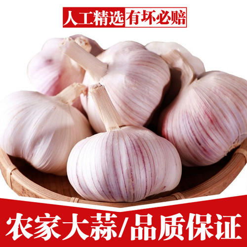 大蒜紫白皮坏果包赔2026年新蒜