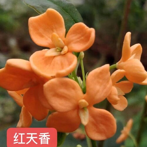 盆栽地栽庭院树苗嫁接桂花包邮