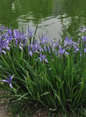 庭院园林马兰马蔺马莲花苗夏季