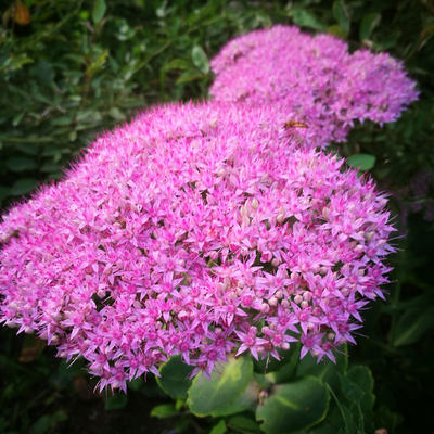 多年生庭院园林花卉秋季八宝景天