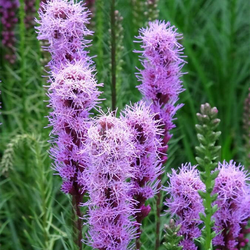 蛇鞭菊花苗耐寒耐旱四季易种庭院景观园林工程绿化多年生宿根花卉