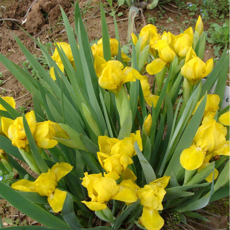 黄娃娃黄鹤紫鹤血石鸢尾花四季易种花苗庭院工程绿化景观园林花海