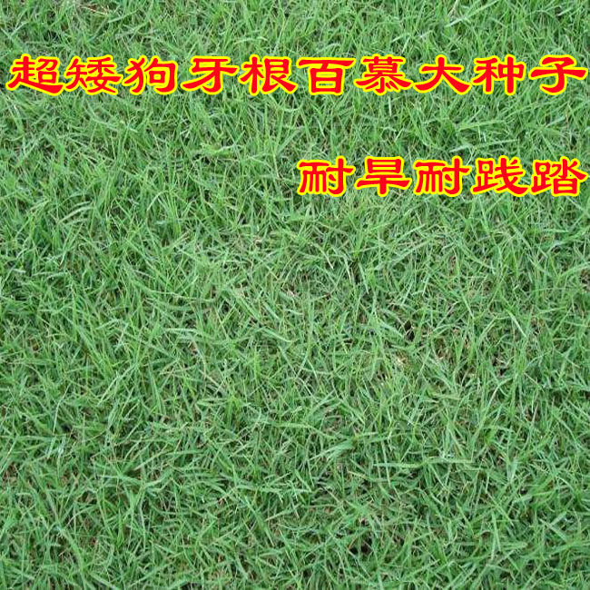 草坪种子美国四季青狗牙根黑麦草草籽耐寒护坡草籽四季常青