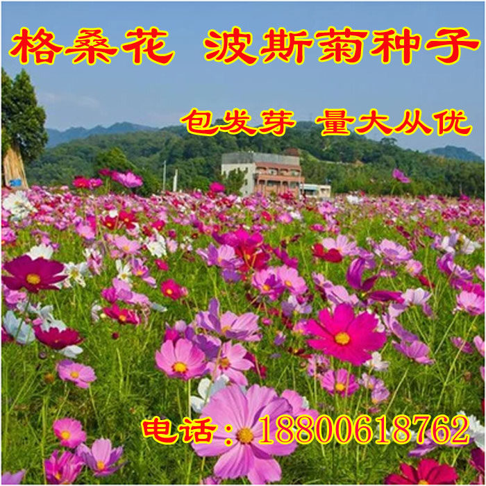 波斯菊花种子格桑花种籽子七彩花种四季开花易活花籽室外庭院种孑