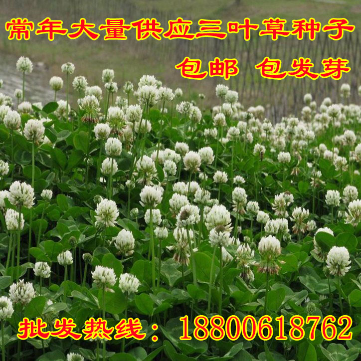白三叶草种子红三叶草种子进口草籽四季青草坪种子牧草种子花种子
