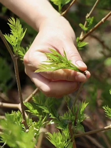 2024清明茶头茬莓茶春茶新茶正宗张家界霉茶藤茶特级嫩芽野生梅茶
