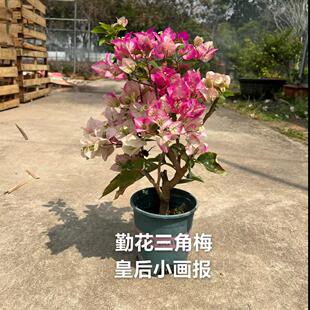 皇后小画报勤花三角梅0.5加仑小老桩营养土货多季开花盆栽花卉