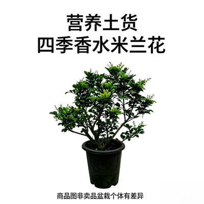 香水米兰四季开花浓香盆栽带花苞