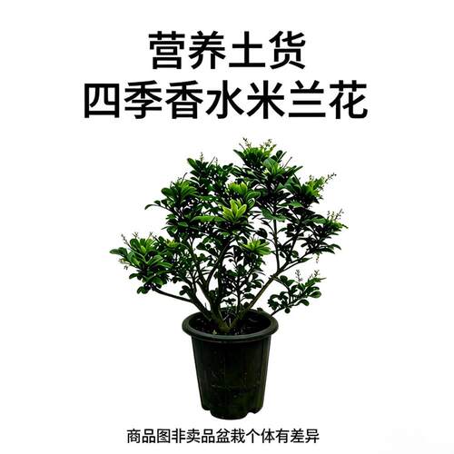 香水米兰四季开花浓香盆栽带花苞